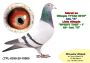 PL-0350-26-6695  linia Henrii Mentena – Olimpia TYTAN oraz linia ROXI x Linia PITERA 3 x 1 konk