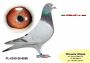 PL-0350-26-6696 linia Henrii Mentena – Olimpia TYTAN oraz linia ROXI x Linia PITERA 3 x 1 konk