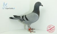 PL-0352-22-12538