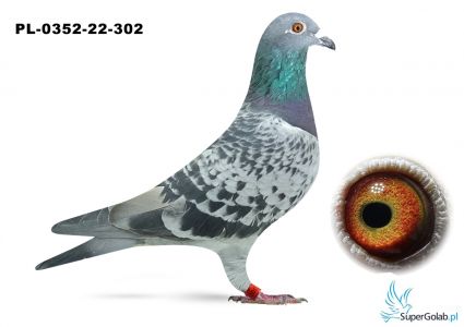 PL-0352-22-302 MAJA TEAM