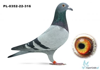 PL-0352-22-316 MAJA TEAM