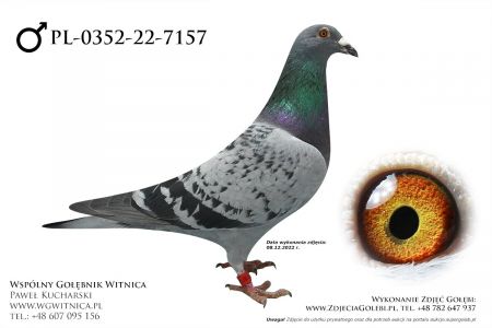 PL-0352-22-7157: Walczak Dawid, min 57m z FINAŁU Gołąb z hodowli: Walczak Dawid