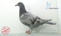 PL-0353-20-7325