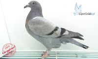 PL-0353-20-7328