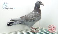 PL-0353-20-7334