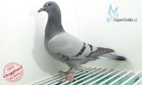 PL-0353-20-7337