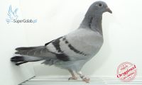 PL-0353-20-7346