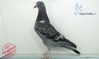 PL-0353-20-7349