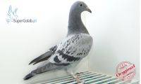PL-0353-20-7351