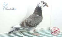PL-0353-20-7355