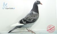 PL-0353-20-7358
