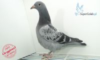 PL-0353-20-7365