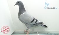 PL-0353-20-7368