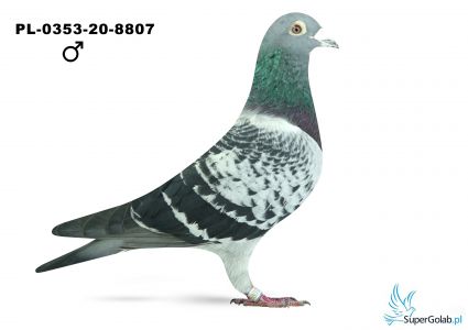 PL-0353-20-8807