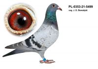 PL-0353-21-5499 org. D. J. Benedykt
