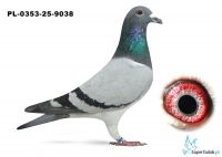 PL-0353-25-9038