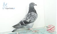 PL-0354-20-6802