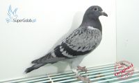 PL-0354-20-6808