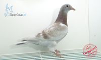 PL-0354-20-6819