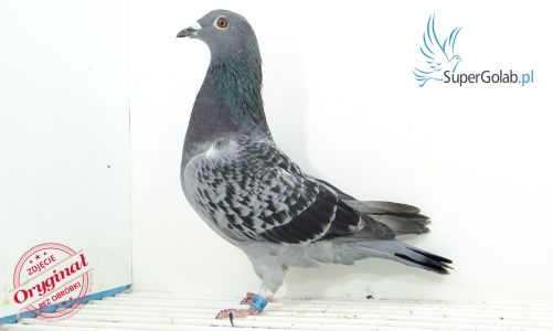 PL-0354-21-5444  ANDRZEJ KLICH