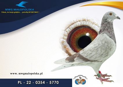 PL 0354 22 5770– org. Wieczorek Bogusław  - 17m Finał 430km!!!   (prawdopodobnie samczyk) 