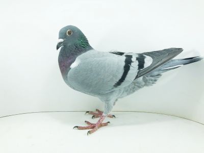 PL 0354 22 5772 – org.m Wieczorek Bogusław - / 149m AS GOŁĄB / – 63m PółFinał 300km /  Gołąb powrócił z SuperCup 580km (prawdopodobnie samiczka)