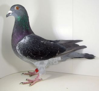 PL-0355-22-1878 linia gołębi dalekodystansowych oryg. K. Świerzawski