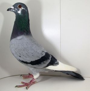 PL-0355-22-3266 -  linia gołębi olimpijskich 