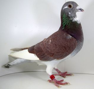 PL-0355-22-3271 - Linia gołębi dalekodystansowych oryg. K. Świerzawski