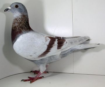 PL-0355-22-3285 - Linia gołębi 