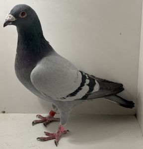 PL-0355-22-4928 - oryg. K. Szkolny (Kittel) - samiec