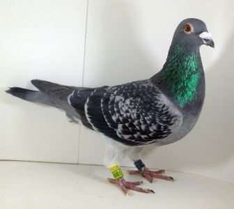 PL-0355-23-1319 syn siostry 