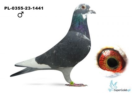 PL-0355-23-1441