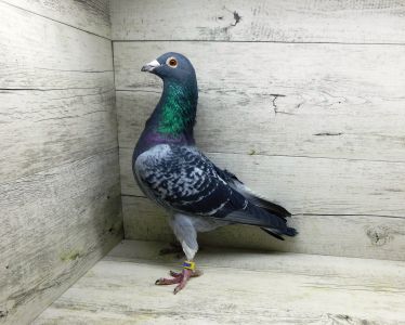 PL-0356-17-7001 samiec rozpłodowy, Vervoort