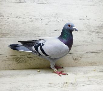 PL-0356-20-10790 samiec z gołębnika lotowego Oleksiak/Żak