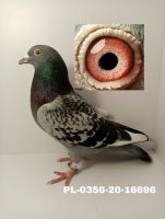 PL-0356-20-16696