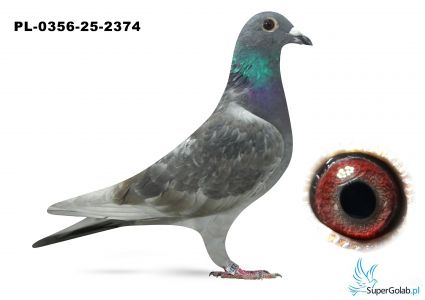 PL-0356-25-2374