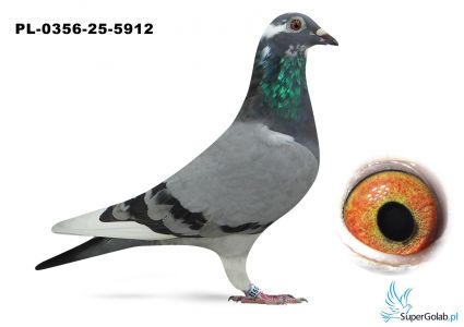 PL-0356-25-5912