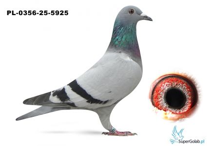 PL-0356-25-5925 - pełne rodzeństwo wygrało finał na MWG Carpatia