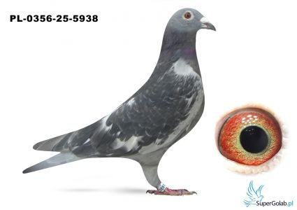 PL-0356-25-5938 