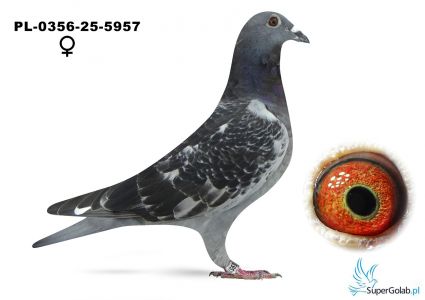 PL-0356-25-5957 