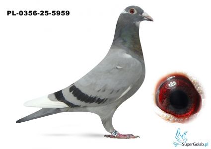 PL_0356-25-5959