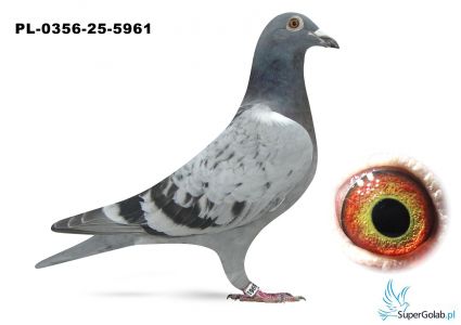 PL-0356-25-5961