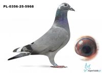 PL-0356-25-5968