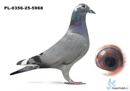 PL-0356-25-5968