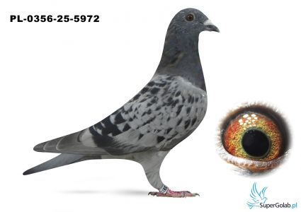 PL-0356-25-5972