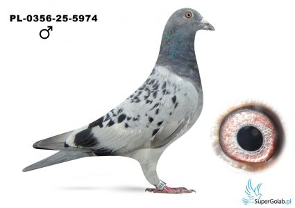 PL-0356-25-5974