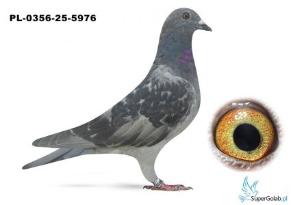 PL-0356-25-5976