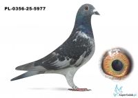 PL-0356-25-5977