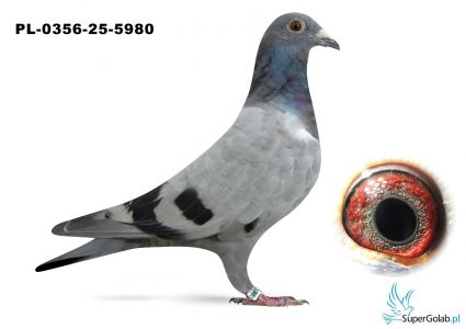 PL-0356-25-5980